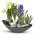 Spring bulbs